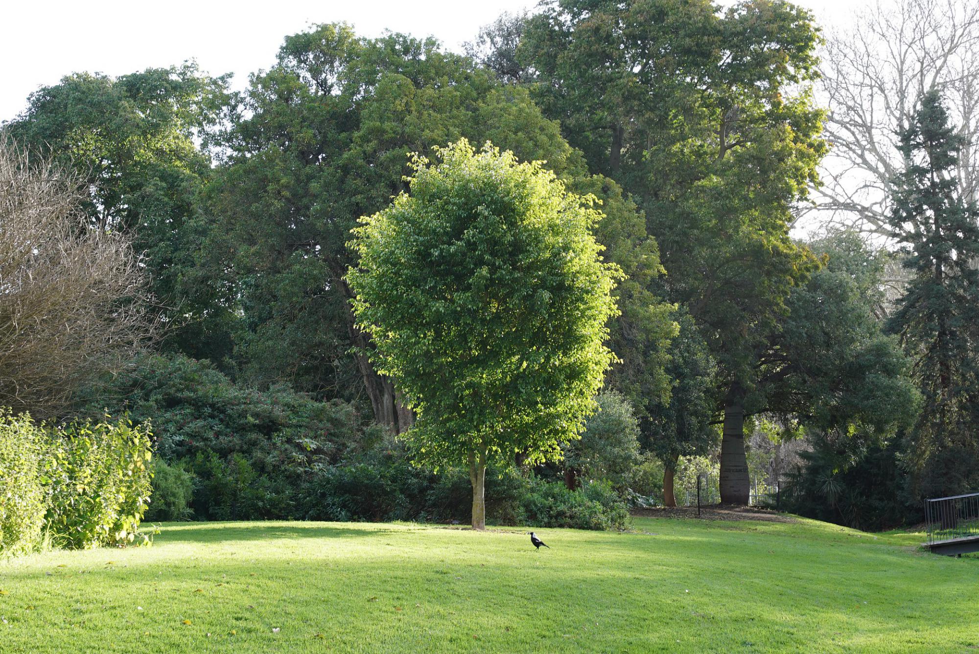 jardin, arbres et arbustes